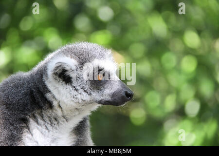 Close-up Portrait von Ringtailed lemur (Lemur catta) auf grünem Hintergrund verschwommen Stockfoto