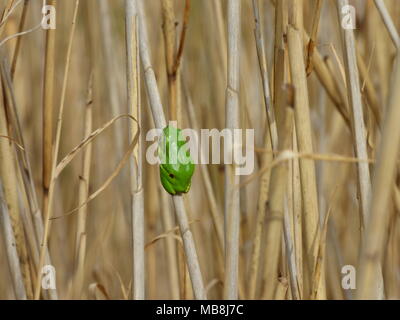 Einzelne kleine grüne Laubfrosch - Hyla arborea auf dem alten Reed Stockfoto