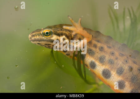 Männliche Teichmolch, auch als gemeinsame Newt (Lissotriton vulgaris) in aquatischen Lebensraum während der Brutzeit Stockfoto