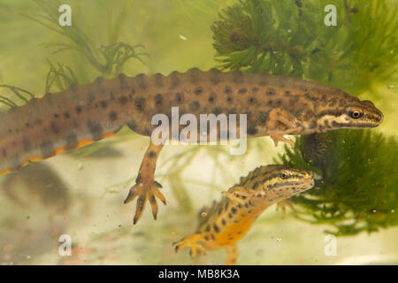 Zwei männliche glatte Molche, auch gemeinsame Molche (Lissotriton vulgaris) in aquatischen Lebensraum während der Brutzeit genannt Stockfoto