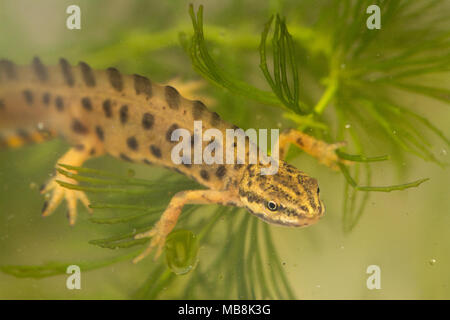 Männliche Teichmolch, auch als gemeinsame Newt (Lissotriton vulgaris) in aquatischen Lebensraum während der Brutzeit Stockfoto