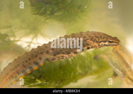 Männliche Teichmolch, auch als gemeinsame Newt (Lissotriton vulgaris) in aquatischen Lebensraum während der Brutzeit Stockfoto