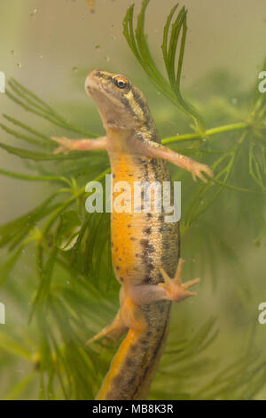 Männliche Teichmolch, auch als gemeinsame Newt (Lissotriton vulgaris) in aquatischen Lebensraum während der Brutzeit Stockfoto