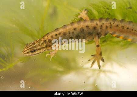 Männliche Teichmolch, auch als gemeinsame Newt (Lissotriton vulgaris) in aquatischen Lebensraum während der Brutzeit Stockfoto