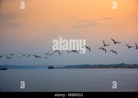 Ein Vogelschwarm fliegt über den Ganges bei Sonnenuntergang an Varanesi, Uttar Pradesh, Indien Stockfoto