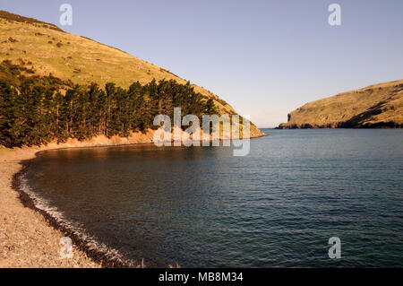 Pohatu Marine Reserve, die auf Flea Bay zentriert ist, liegt auf der SE Seite der Banks Halbinsel in der Nähe von Akaroa, South Island, Neuseeland. Stockfoto