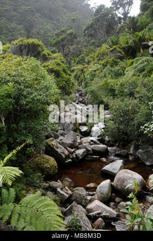 Native Bush im Oparara Basin Region an der Westküste der Südinsel Neuseeland Stockfoto