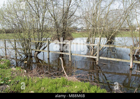 Willow Bäume gedeihen in gesättigten Boden ... Stockfoto