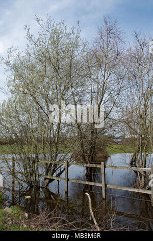 Willow Bäume gedeihen in gesättigten Boden ... Stockfoto
