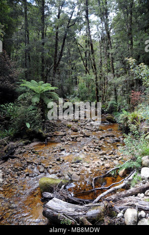 Native Bush im Oparara Basin Region an der Westküste der Südinsel Neuseeland Stockfoto