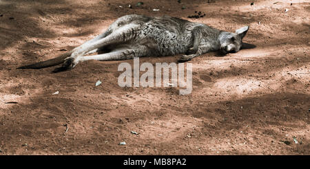 Känguru Schlafen im Schatten Stockfoto