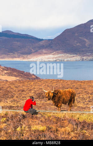 Tourist, Foto von Highland rind kuh in der Landschaft auf der Isle of Skye, Schottland, UK im März Stockfoto