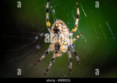 Makro-Bild von nassen gemeinsamen Garten Spinne (araneus diadematus) balanciert auf ihr Netz mit Wassertröpfchen in London, England, Großbritannien Stockfoto