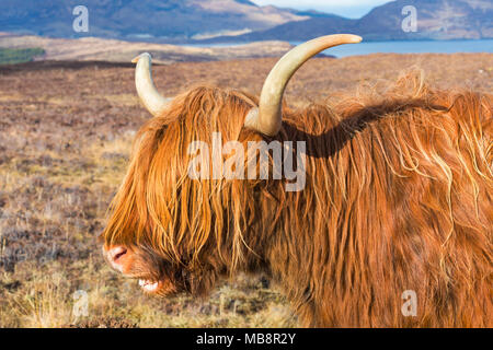 Highland rind kuh in der Landschaft auf der Isle of Skye in der Nähe von Elgol, Schottland, UK im März - Highland Cattle zeigt Zähne lächeln lachen Stockfoto