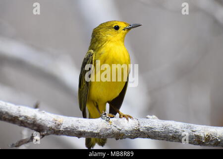 Galápagos Schnäpperrohrsänger (Setophaga Petechien, ehemals Dendroica petechien) hocken auf einem Zweig. Stockfoto