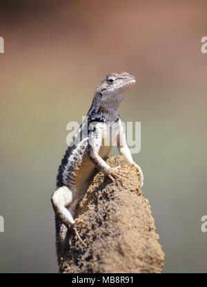 San Cristóbal lava Lizard (Microlophus bivittatus) hoch auf einem Felsen Stockfoto