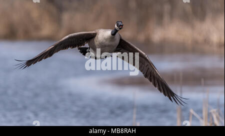 Kanadagans (Branta canadensis) Fliegen über Wasser in einem Sumpf. Stockfoto