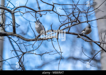 Zwei getuftete Titmouse (Baeolophus bicolor) Vögel stachen auf einem Ast. Stockfoto