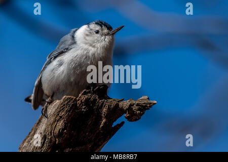 Eine weiße breasted Kleiber (Sitta carolinensis) auf einem Ast sitzend. Stockfoto