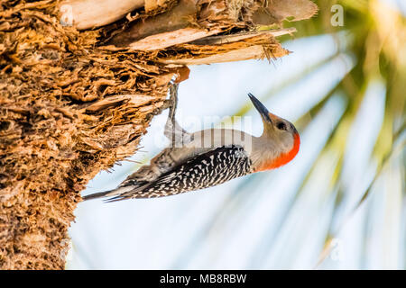 Red-bellied Woodpecker (Melanerpes carolinus) auf der Suche nach Nahrung an der Unterseite der Palmen an der Golfküste von Florida, USA. Stockfoto