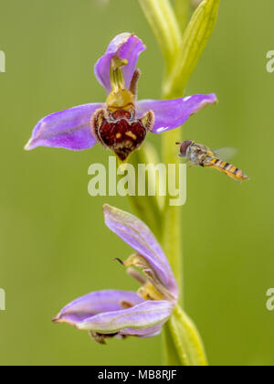 Gelbe Hoverfly in der Nähe von Bienen-ragwurz (Ophrys apifera) rosa Blüten mimicing humblebee Insekten die Blume zu polinate. Auf verschwommenes grün Hintergrund Stockfoto