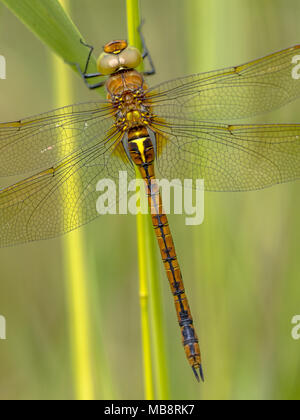 In der Nähe von Green-eyed Hawker (Aeshna isoceles) ruht auf Green reed Stammzellen mit unscharfen Hintergrund Stockfoto