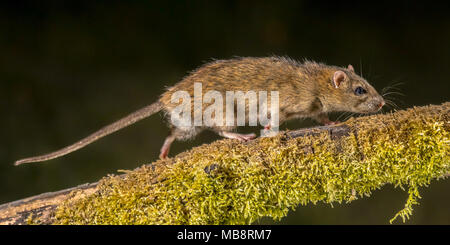 Starke wilde braune Ratte (Rattus norvegicus) drehen auf Log in der Nacht. High Speed Fotografie Bild Stockfoto