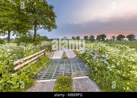 Vieh grid dekoriert mit Kuh Petersilie (Anthriscus sylvestris) an einem Sommerabend im Mai Stockfoto