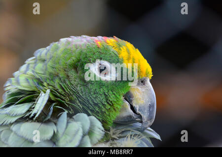 Sleepy Papagei mit Grün, Gelb, Orange und schwarze Federn, Porträt, profil Nähe zu sehen. Stockfoto