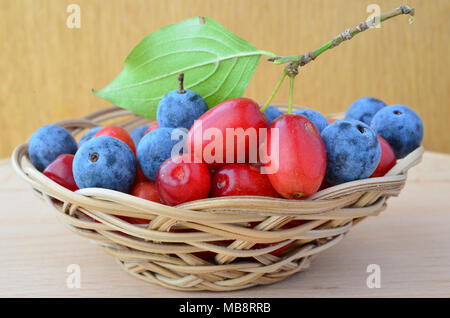 Gemischt Nährwert und heilende, frisch und reif Cornus Mas und Blackthorn oder Schlehe in einem Weidenkorb auf hölzernen Hintergrund, Ansicht schließen Stockfoto