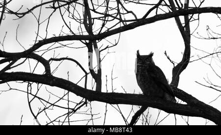 Vereinigte Staaten: 8. April 2018: Eine große Fledermaus im frühen Morgenlicht Silhouette, die auch als Tiger Eule oder das gejohle Eule genannt, ist eine große Eule nativ Stockfoto