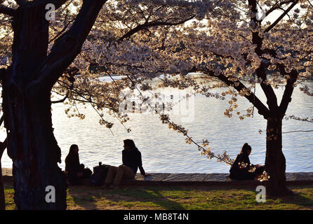 Silhouetted Cherry Blossom und Paar, Washington DC Stockfoto