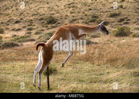 2 junge Guanakos, bekannt als Chulengos Verlegung in Gras füttern, Torres del Paine Nationalpark, Chile Stockfoto