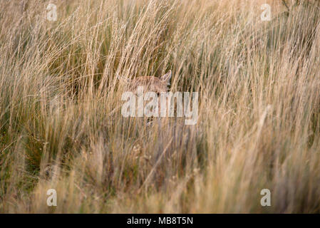 Nach Guanako springen Zaun Linie im Torres del Paine Nationalpark, Chile Stockfoto