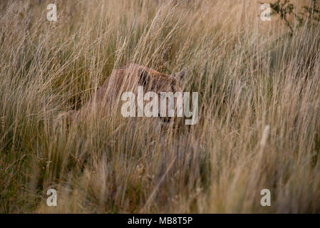 Erwachsene Frau patagonischen Puma sitzt tief im hohen Gras, wie Sie potentielle Beute pirscht. Stockfoto