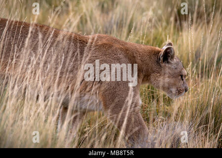 Erwachsene Frau patagonischen Puma walking durch hohes Gras, Torres del Paine Nationalpark, Chile Stockfoto