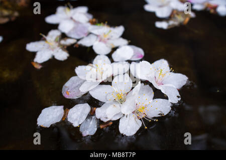 Kleinen weissen Kirschblüten Schwimmer in einem Bach nach einem Sturz vom Baum in Namsan Park in Seoul, Südkorea im Frühjahr. Stockfoto