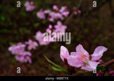 Eine kleine rosa Kirschblüte entfaltet sich auf das Ende einer Niederlassung in Namsan Park in Seoul, Südkorea im Frühjahr. Stockfoto