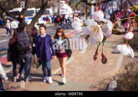 Ein junges Paar Spaziergänge zusammen im Cherry Blossom Festival in Yeouido Bezirk in Seoul, feiert das Aufblühen der Blumen im Frühling. Stockfoto