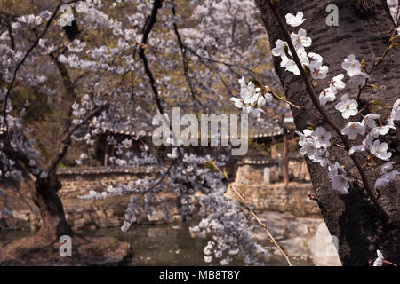 Kirschblüten blühen im Frühjahr in den Garten der Uam Historical Park, alte Konfuzius Schule in Südkorea. Stockfoto