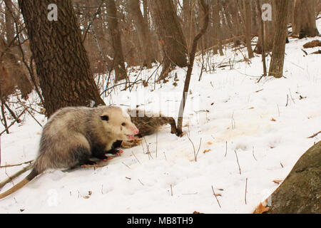 Ein Virginia opossum Fütterung auf ein toter Waschbär im Winter im North Woods. Stockfoto