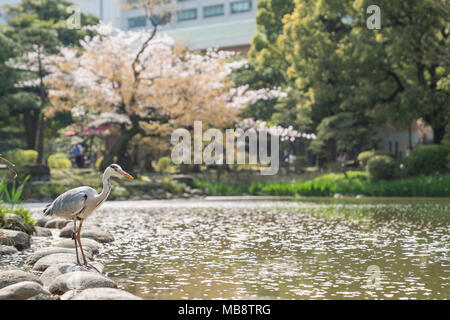 Feder Szene in Hibiya Park, Tokio, Tokyo, Japan Stockfoto