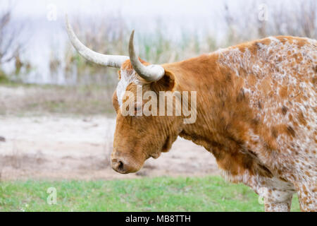 Texas Longhorn bis nahe, dass war zu Fuß entlang der Küste auf einem offenen Bereich. Stockfoto
