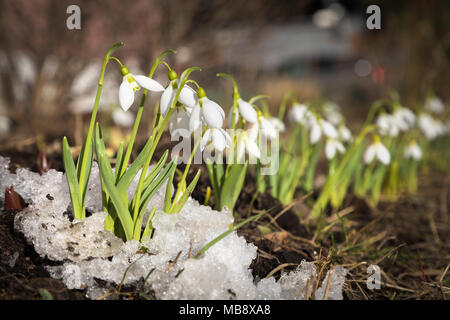 Schneeglöckchen oder Galanthus Blume piercing Schneedecke im russischen Wald im frühen Frühling Saison Stockfoto