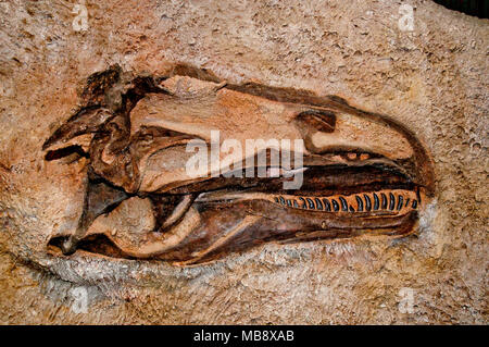Versteinerte Schädel der Dinosaurier' Allosaurus jimmadseni' auf dem Display in den fossilen Knochen Steinbruch im Steinbruch Ausstellungshalle, Dinosaur National Monume Stockfoto