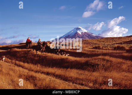 "Chagras' Cowboys reiten in der Heide von Cotopaxi National Park Stockfoto
