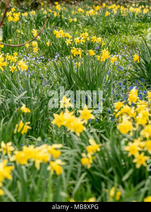 Narzissen und Glockenblumen wächst wild in das Waldgebiet. Stockfoto