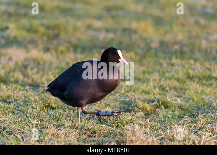 Ein Blässhuhn (Fulica atra) ist zu Fuß auf hoarfrosted Gras während der Tag eines sonnigen Winter. Stockfoto