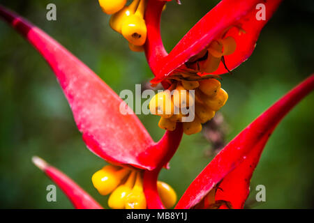 Heliconia collinsiana Var, einem hängenden Heliconia collinsiana Obst aus Ecuador Stockfoto