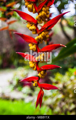 Heliconia collinsiana Var, einem hängenden Heliconia collinsiana Obst aus Ecuador Stockfoto